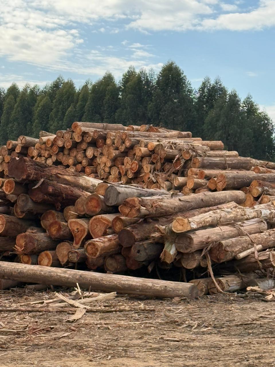 Eucalyptus Logs